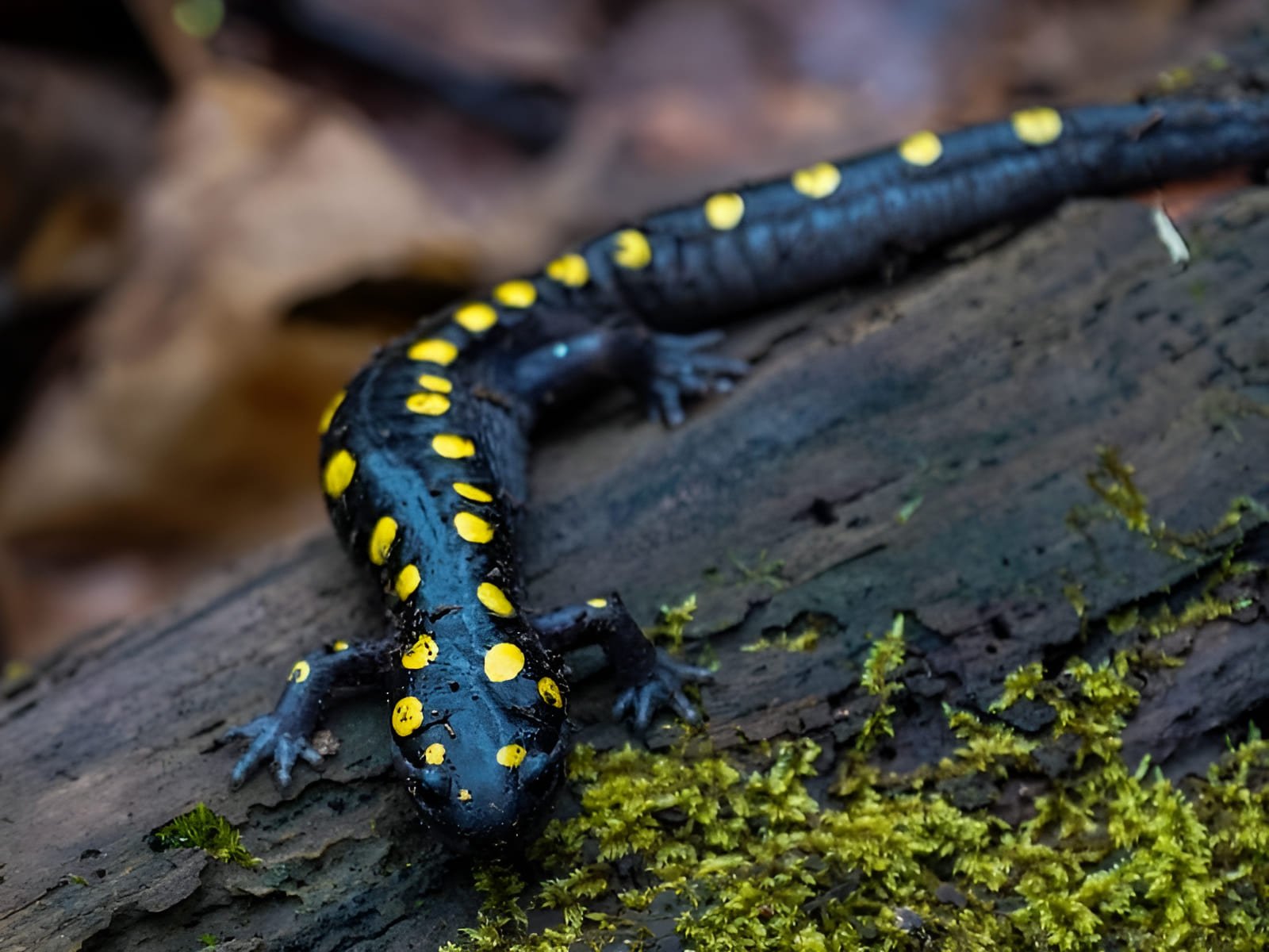 renewable energy from plants