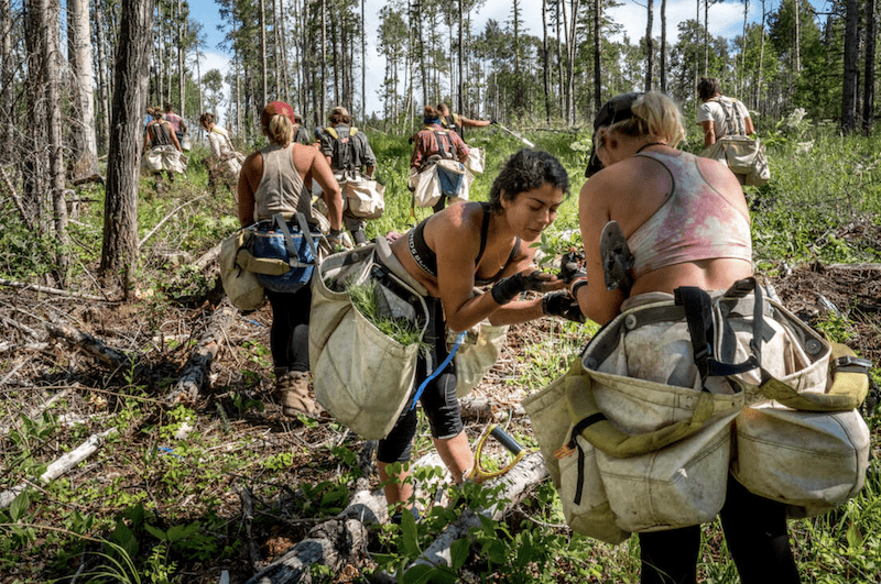 planting an instant forest